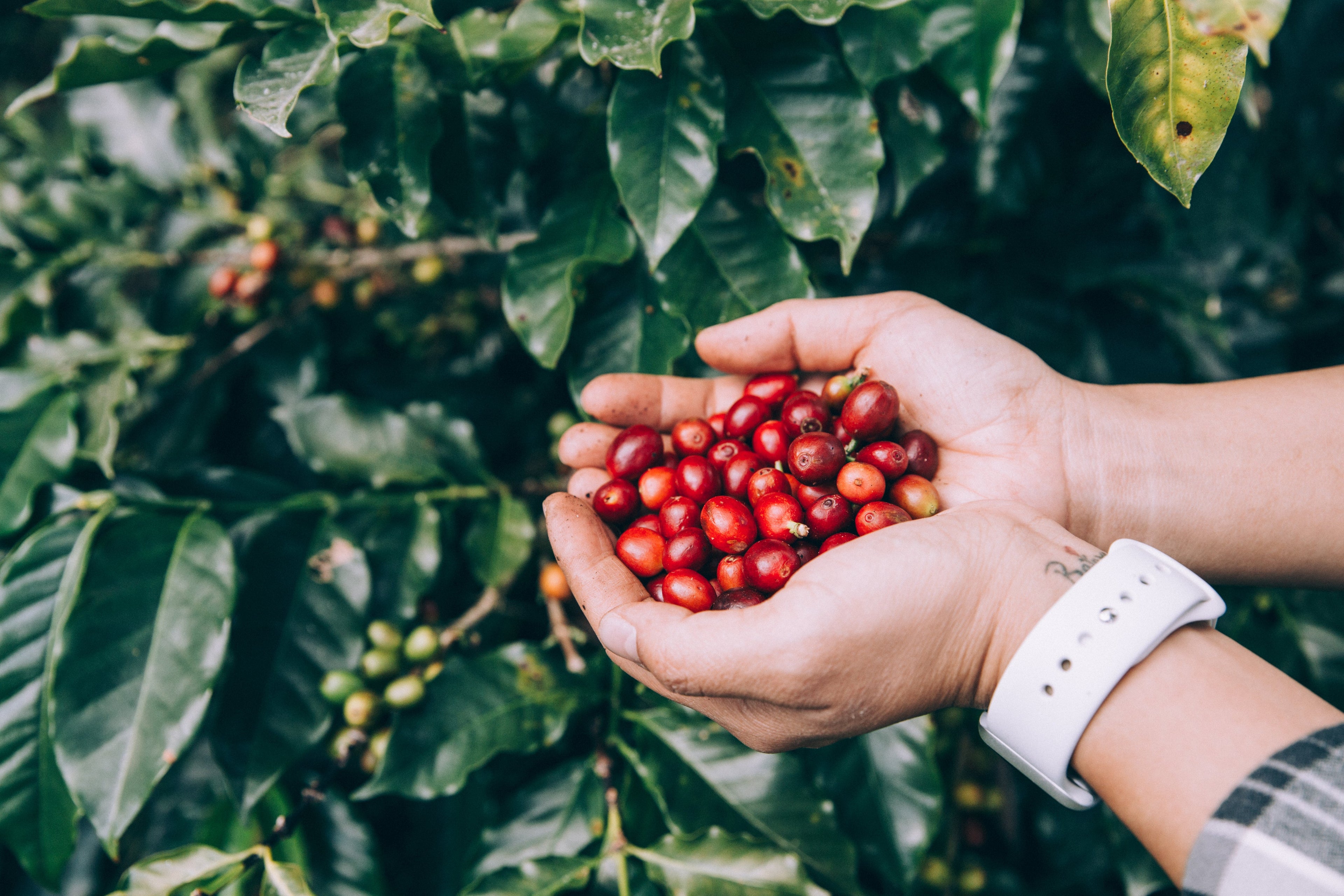 Coffee Beans